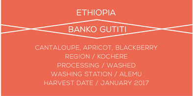 ETHIOPIA,BANKO GUTITI, COFFEE