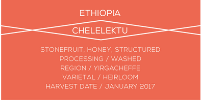 Ethiopia, Chelelektu, Coffee